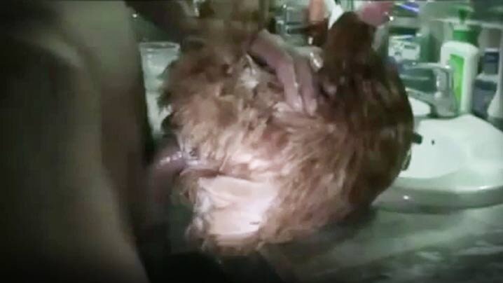 【人兽交】与雞交配 雞是我們最好的朋友 海报