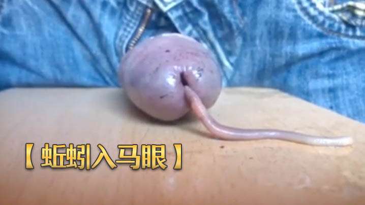【蚯蚓入马眼】奇特重口味虐鸡 再打飞机射出来 海报